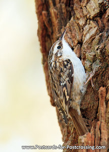 ansichtkaart Boomkruiper kaart, bird postcard Short-toed treecreeper, Waldvögel postkarte Gartenbaumläufer