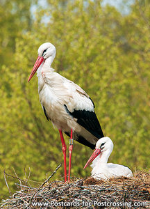 Ansichtkaart Ooievaar kaart, Storks on nest postcard, Postkarte Störche im Nest