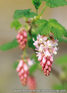 ansichtkaart ribes kaart - flower postcards ribes - Blume Postkarte Johannisbeeren