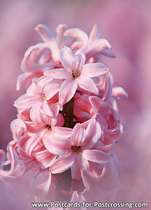 Ansichtkaart Hyacint kaart, Hyacinthus orientalis postcard, Postkarte Gartenhyazinthe