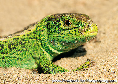 Ansichtkaart Zandhagedis kaart, Sand lizard postcard, Postkarte Zauneidechse