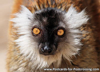 Ansichtkaart Moormaki kaart, Black lemur postcard, Postkarte Mohren maki