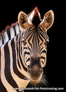 Zebra kaart, Zebra postcard, Zebra Postkarte