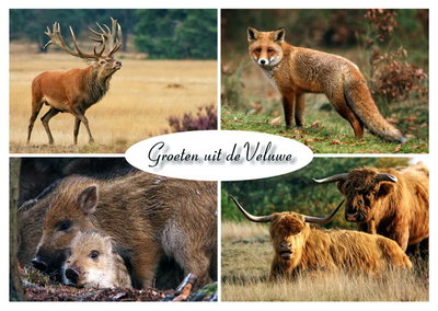 Ansichtkaart dieren op de Veluwe, animals on the Veluwe,Tiere auf der Veluwe