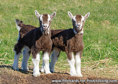 dieren kaarten ansichtkaart geiten, animal postcards goats, Tiere postkarten Ziegen