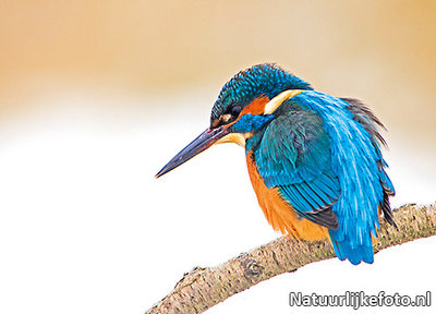 ijsvogel kaart - prachtige ansichtkaart van een ijsvogel in de winter