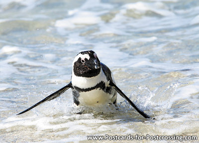 dierenkaarten Afrika Zwartvoetpinguïn, Africa animal African penguin Jackass penguin, Postkarte Pinguin