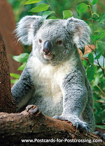 Koala kaart, Koala postcard, Postkarte Koala