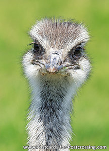 Ansichtkaart Emoe kaart, Emu postcard, Postkarte Großer Emu