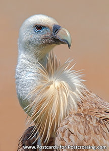 Ansichtkaart Vale gier kaart, Griffon vulture postcard, Postkarte Gänsegeier