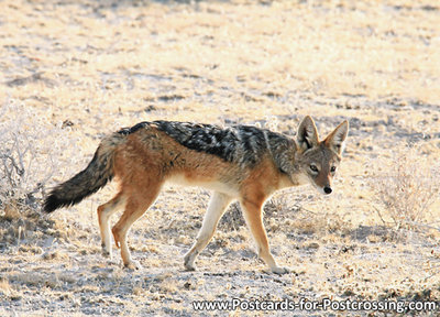 dierenkaarten Afrika Zadeljakhals, Black backed jackal postcard, Postkarte Tiere Afrika Schabrackenschakal 