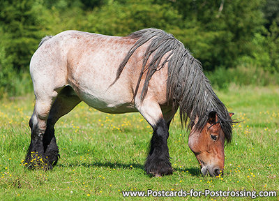 Belgisch paard kaart