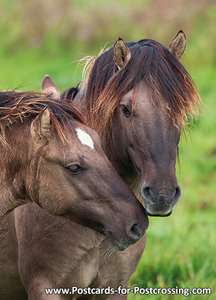 Konik paarden kaart