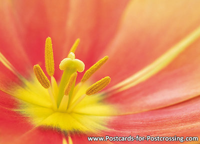 kaart tulp close-up