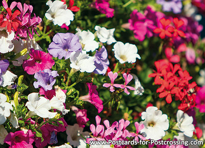 Bloemenbak met geraniums en Petunia's kaart / ansichtkaart