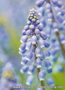 ansichtkaart Blauwe druifjes - bloemen kaarten