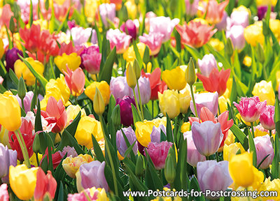 Tulpenveld kaart / tulpenveld ansichtkaart