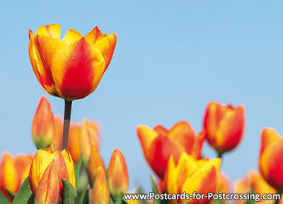 rood gele tulpen kaart