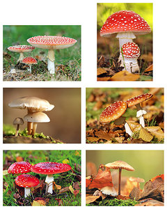 Postkaarten / ansichtkaarten set paddestoelen