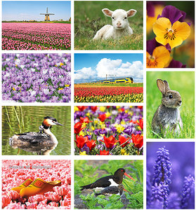 Lente kaarten set, spring postcard set, Frühling Postkarten Set 