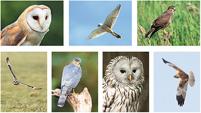 kaartenset roofvogels - Greifvögel Postkarten Set