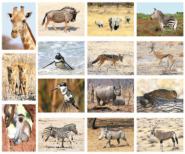 kaartenset Afrikaanse dieren - Postcard set African animals - Postkarten Set Afrikanische Tiere