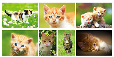 Katten kaarten set - Cat Postcard set - Katzen Postkarten Set