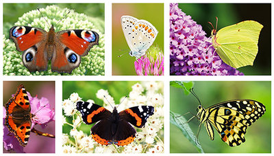 Vlinder kaarten set - Butterfly Postcard set - Schmetterlinge Postkarten Set