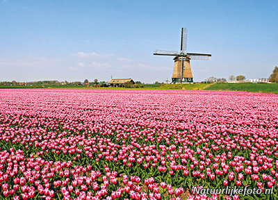 ansichtkaart Berkmeermolen met tulpenveld, mill postcard, Mühle Postkarte