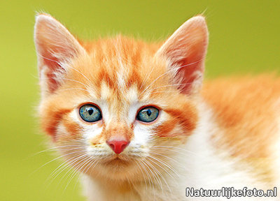 deadline Preek thuis Ansichtkaart N-Joy de poes - Natuurlijkefoto.nl