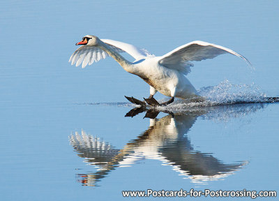 vogelkaarten, ansichtkaarten vogels Knobbelzwaan, bird postcards Mute swan,  Vogel Postkarte Höckerschwan