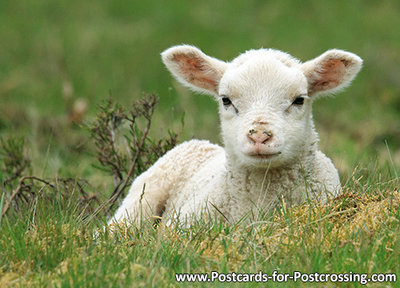 ansichtkaart lammetje kaart, lamb postcard, Lamm postkarte