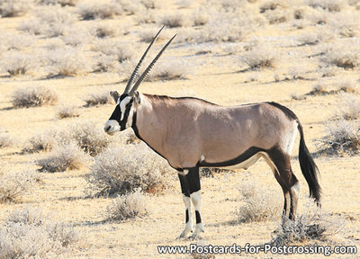dierenkaarten Afrika Spiesbok, animal postcards Africa Oryx, Postkarte Tiere Afrika Oryxantilopen