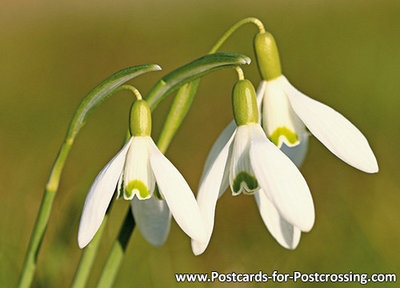 Bloemen kaarten, ansichtkaart Sneeuwklokjes - postcard flowers  snowdrop - Postkarte Blumen Kleine Schneeglöckchen