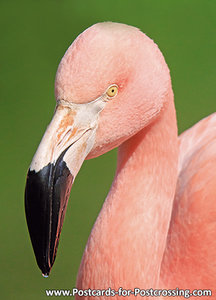 Flamingo kaart - flamingo ansihctkaart - flamingo postkaart