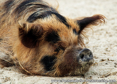 varken kaart, pig postcard, Postkarte Schwein 