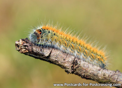 Ansichtkaart rups kaart, Caterpillar postcard, Postkarte Raupe