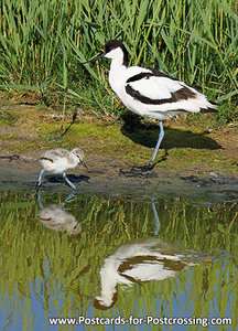 Ansichtkaart Kluut kaart, Pied avocet postcard, Postkarte Säbelschnäbler mit jungen