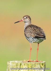 vogelkaarten, ansichtkaarten vogels Tureluur - bird postcards Common Redshank - Vögel postkarte  Rotschenkel