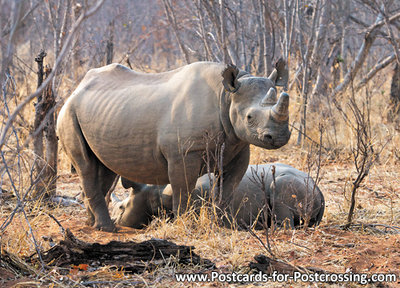 dierenkaarten ansichtkaart dieren Afrika Zwarte neushoorn , postcard Africa Black Rhinoceros, Schwarze Nashorn Postkarte