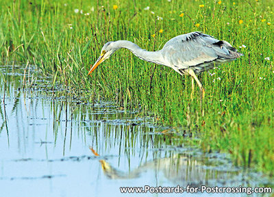 ansichtkaart Blauwe reiger kaart, bird postcards Grey heron, postkarte vögel Graureiher