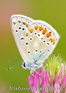 Vlinder kaarten, ansichtkaart Icarusblauwtje - butterfly postcard Common blue - postkarte schmetterling Hauhechel Bl&#x0
