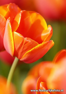 Rode tulp kaart