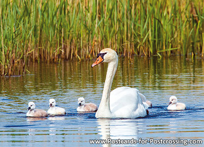 vogelkaarten, Knobbelzwaan, postcard Mute swan, vögel Postkarte Höckerschwan