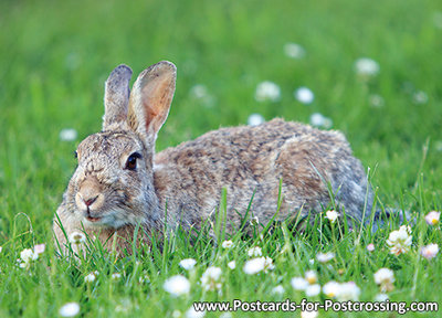 Konijn kaartje, wild animals postcard European rabbit, Postkarten Wilde Tiere