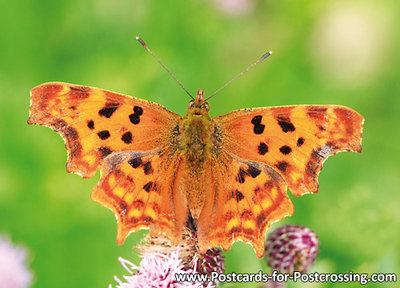 Vlinder kaarten, ansichtkaart vlinder Gehakkelde Aurelia - postcard butterfly Polygonia c-album - postkarte Schmetterlin