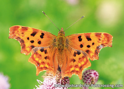 Vlinder kaarten, ansichtkaart vlinder Gehakkelde Aurelia - postcard butterfly Polygonia c-album - postkarte Schmetterlin