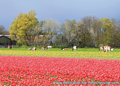 Ansichtkaart tulpen met koeien