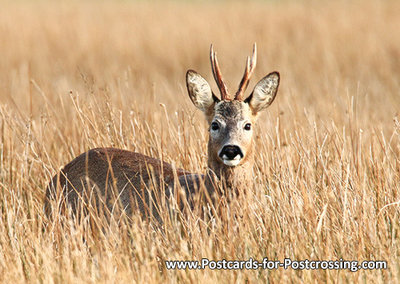 dierenkaarten, ansichtkaarten dieren ree,  animals postcard deer, Tier Reh Postkarte