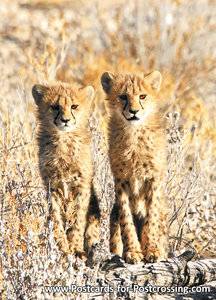 dierenkaarten dieren Afrika Jachtluipaard cheetah, cheetah postcard animals in Africa cheetah, Gepard Postkarte Tiere Afrika